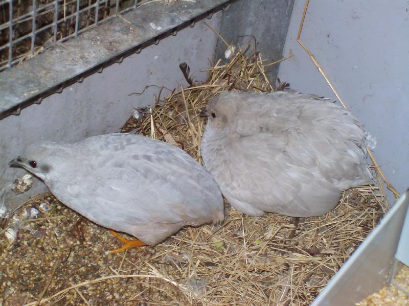 Silver Quails