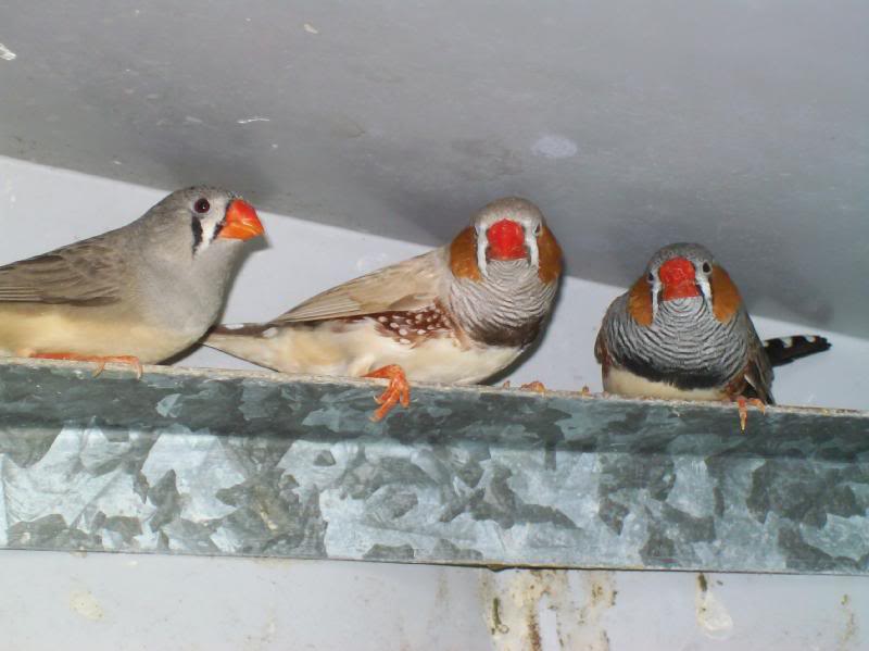 Zebra Finches