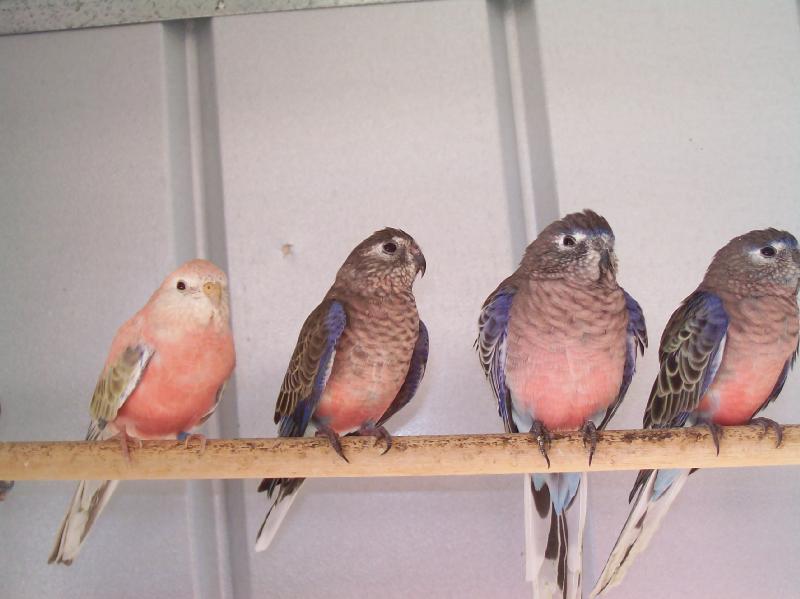 more of the Bourke's Parrots