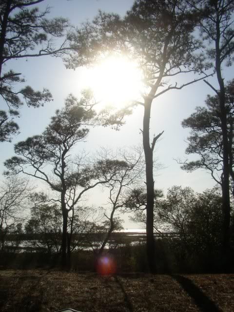 Assateague_10