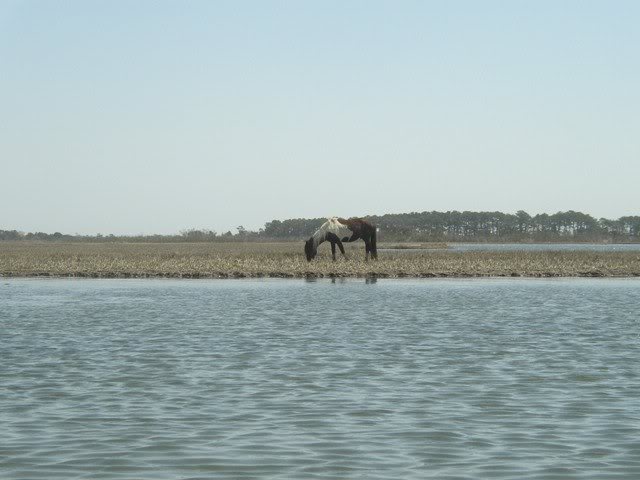 Assateague_4