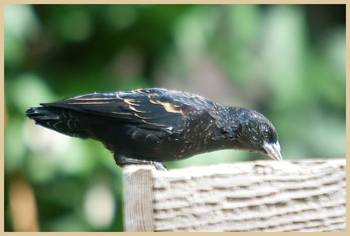 Black Bird Five Rivers