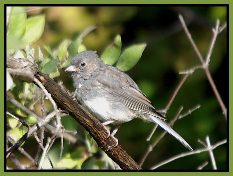 Dark Eyed Junco (partridge Run WMA)