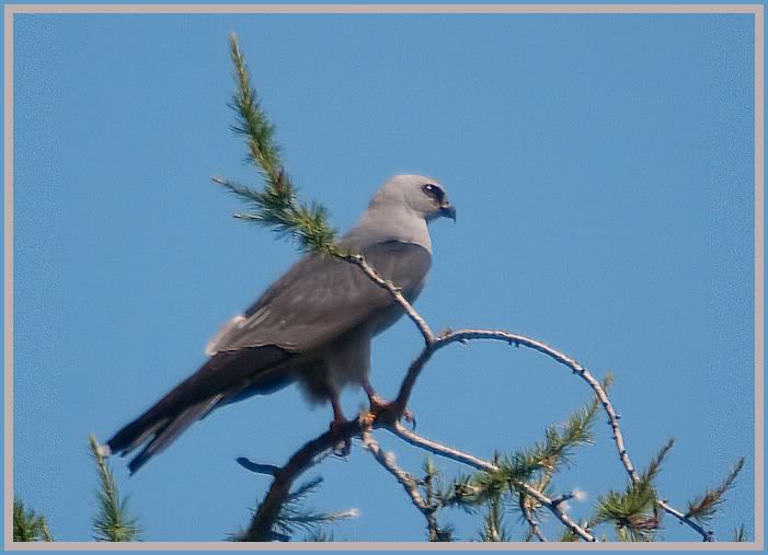 Mississippi Kite, Ames, NY 8-19-10