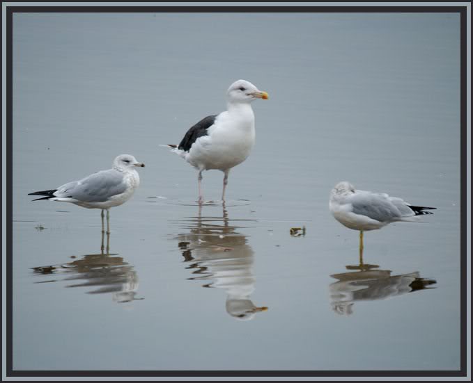 gbbgull224310-1 9-09
