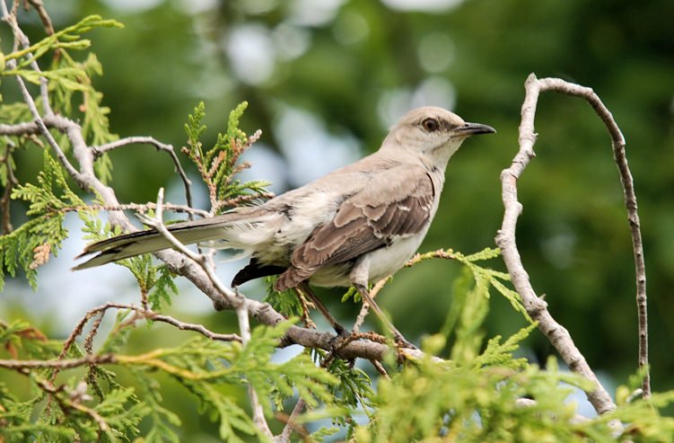 mysterybird1, Saratoga Battlefield 7-1-08