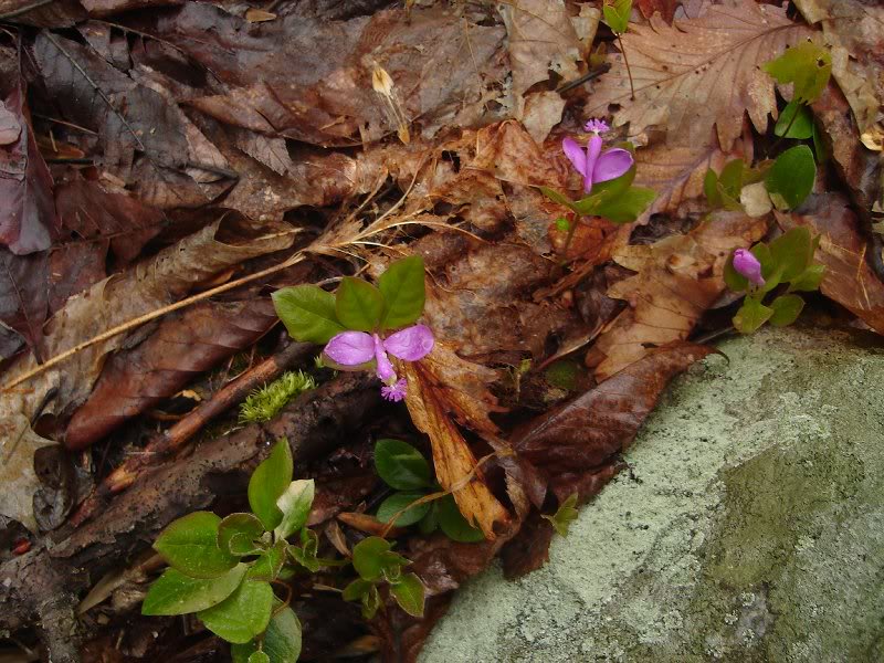 Fringed Polygala