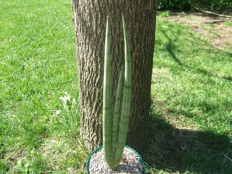 Sansevieria Cylindrica 'Skyline'