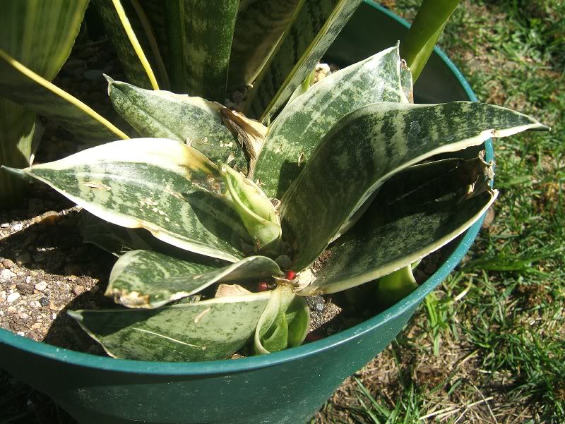 Sansevieria 'Dwarf Laurentii'