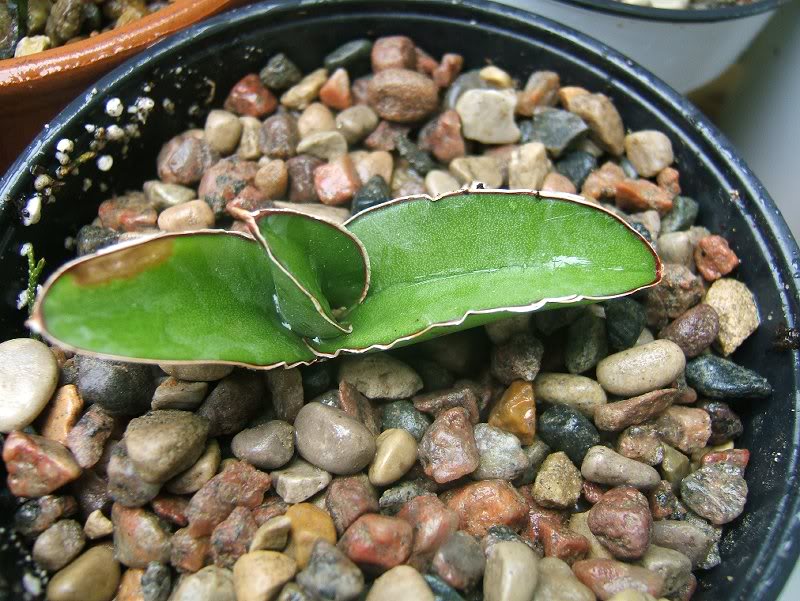 Sansevieria Ehrenbergii 'Samurai'