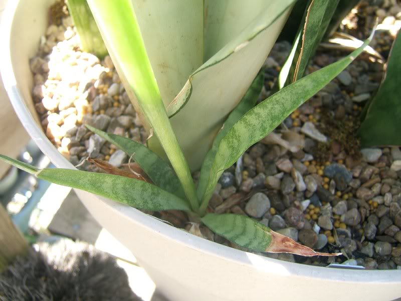 Sansevieria Transvaalensis