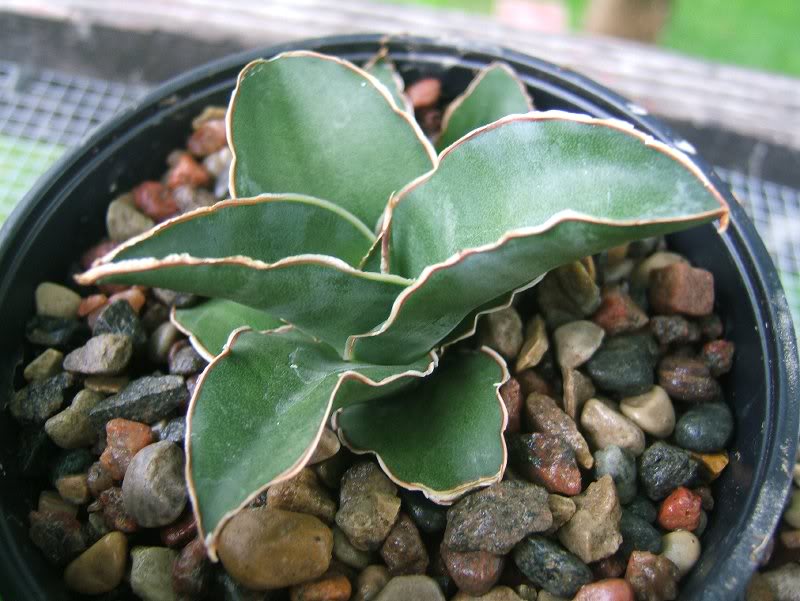 Sansevieria ehrenbergii