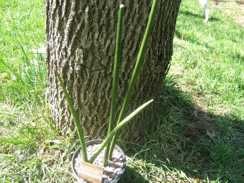 Sansevieria erythraeae (schweinfurthii )