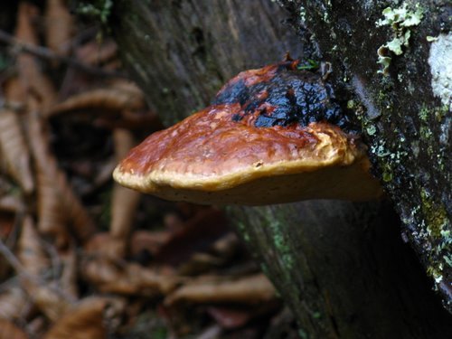 Sentinels-Kilbu rn May 3, 2008 047