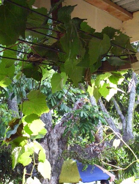 Fishermans Home the Grapevine