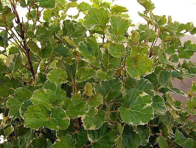 Greenies by my chalet