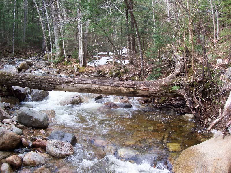 Mother Nature's bridge