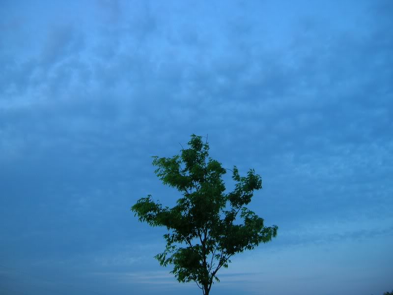 (18) tree & sky