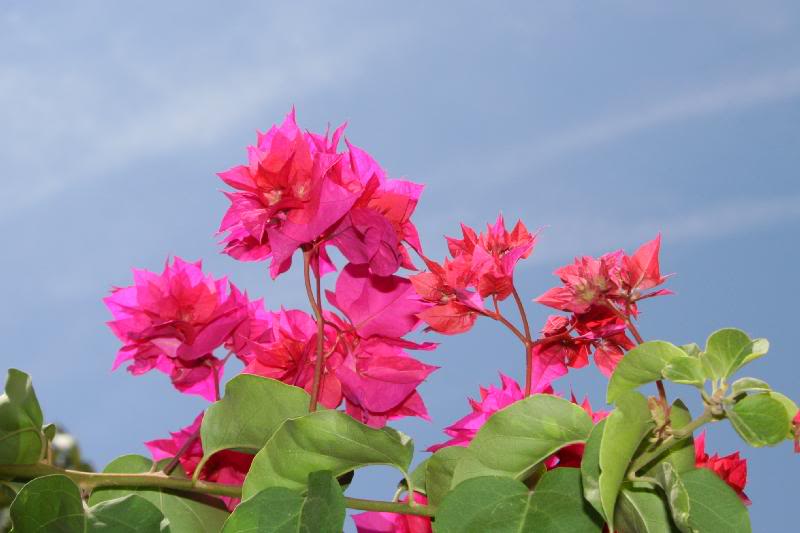 Bougainvillea