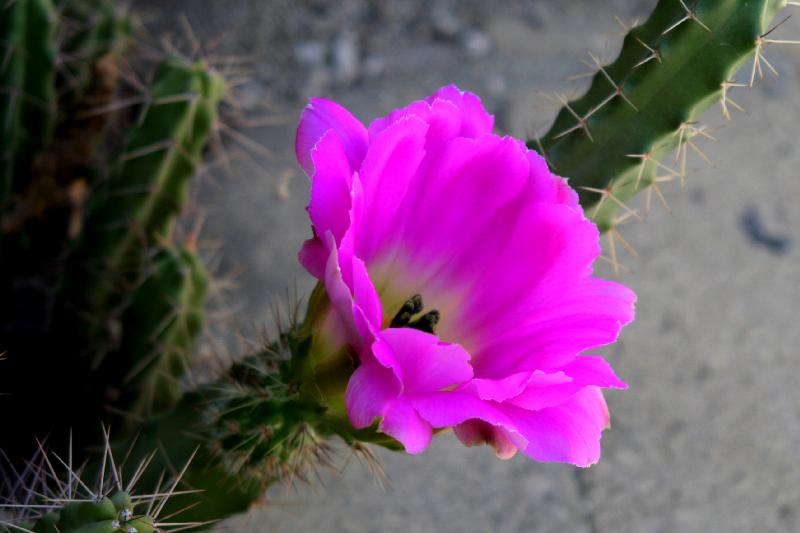 Cactus Flower - The Living Desert