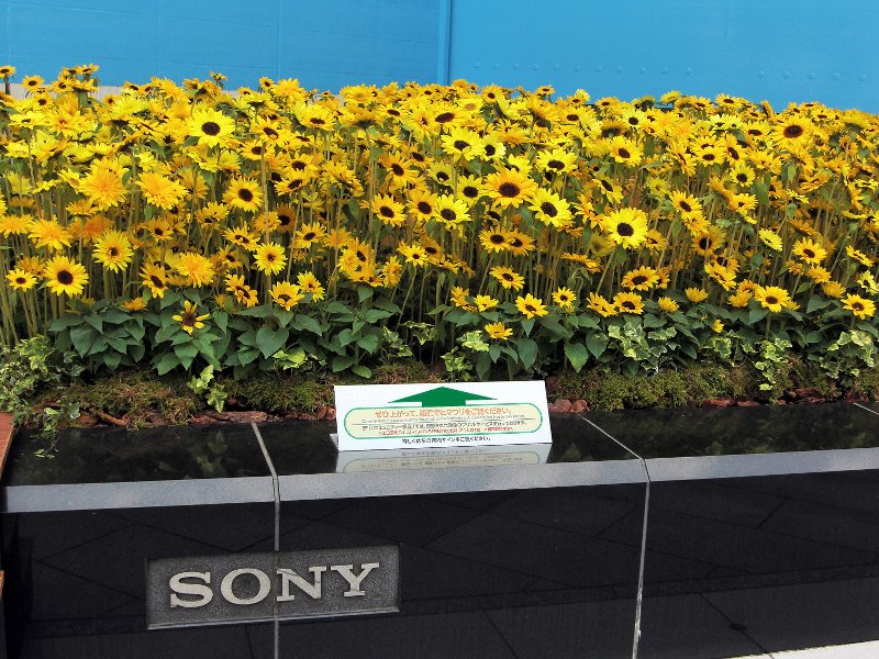 Sunflowers at Sony Bldg