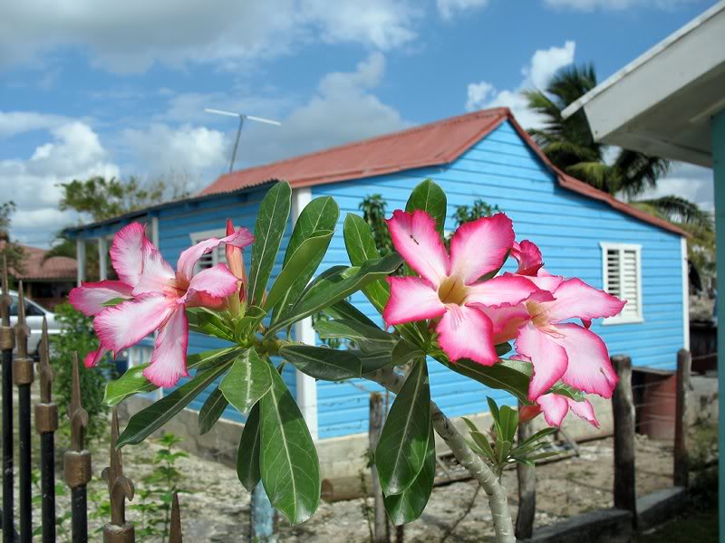 Stunning flora in the front yard of one of the homes_15...