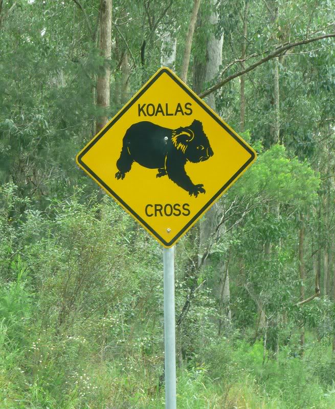 Koalas crossing