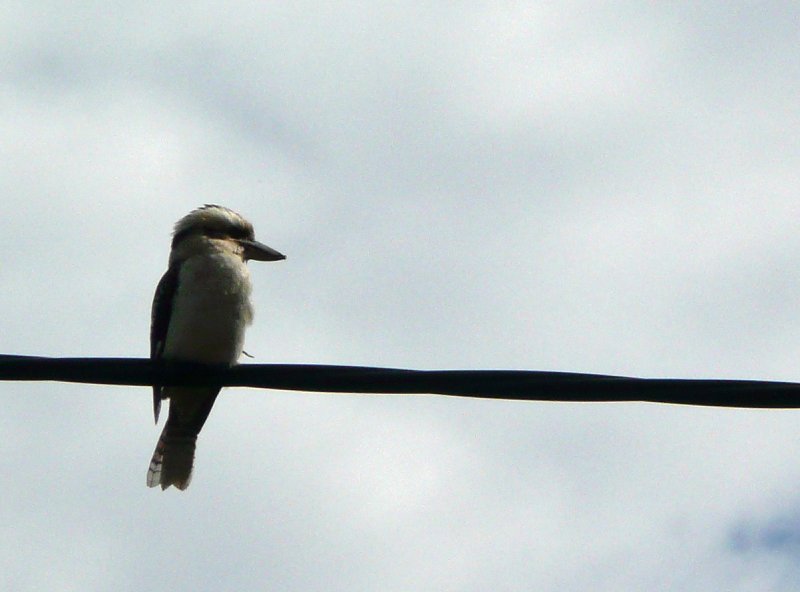 Kookaburra 3