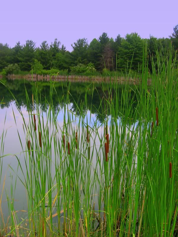 Cattails and water