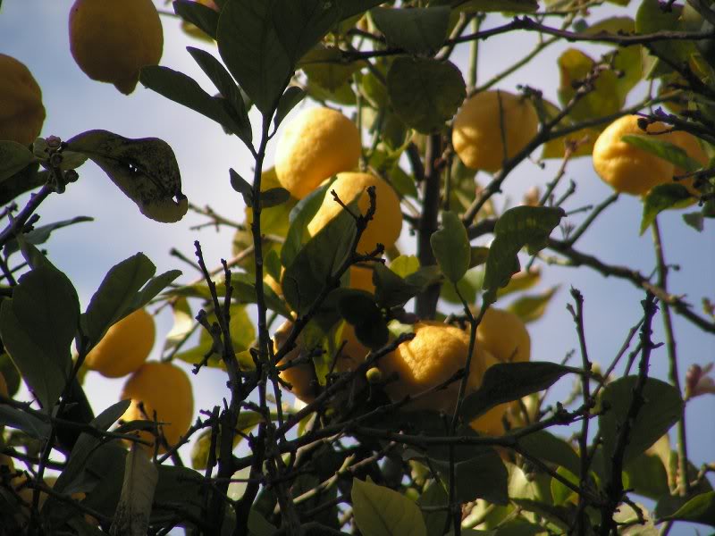 018 Chania lemon tree