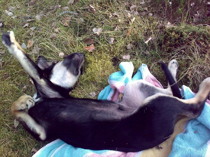 L��ys�� r��k��