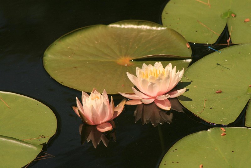 Lily Pond