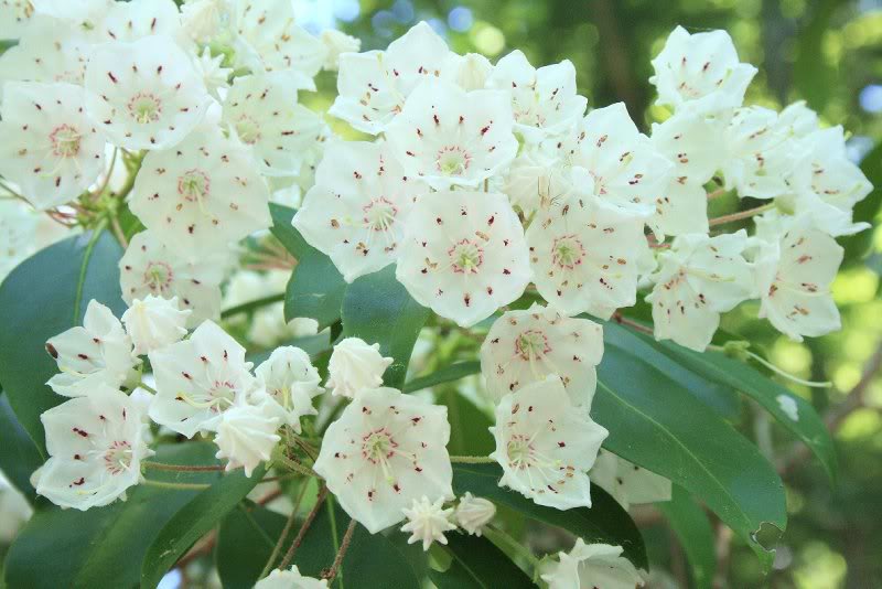 Mountain Laurel, N Lookout Rd 1