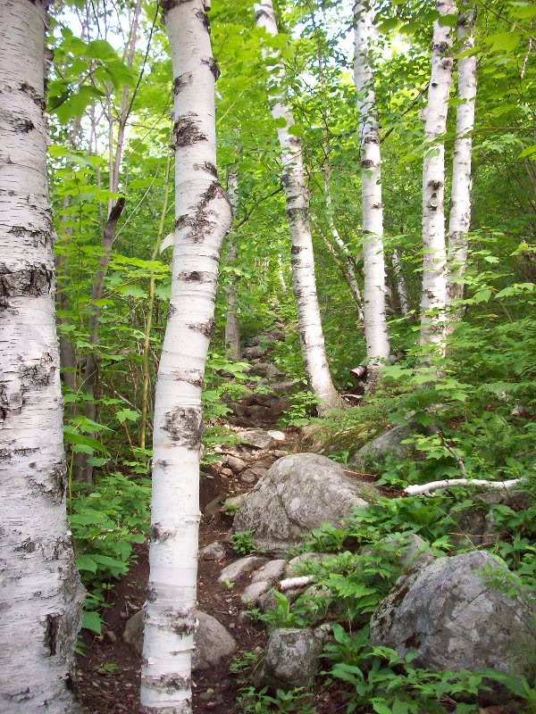 Birches on Marble