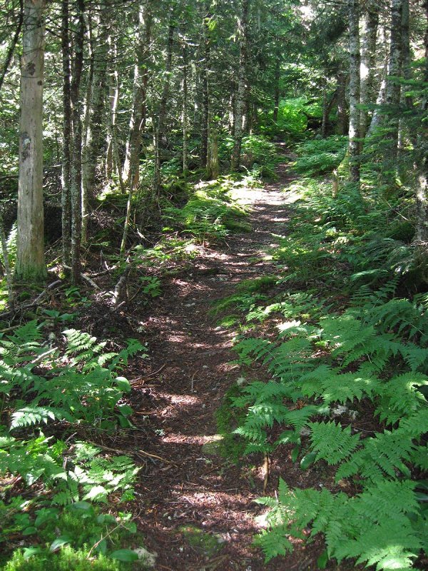 The level, fern-strewn Castle Trail, below the castles