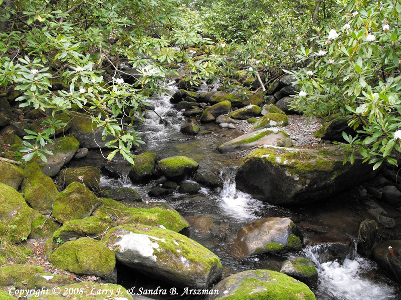 KephartProngTra il10sm