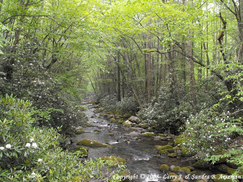 KephartProngTra il15sm