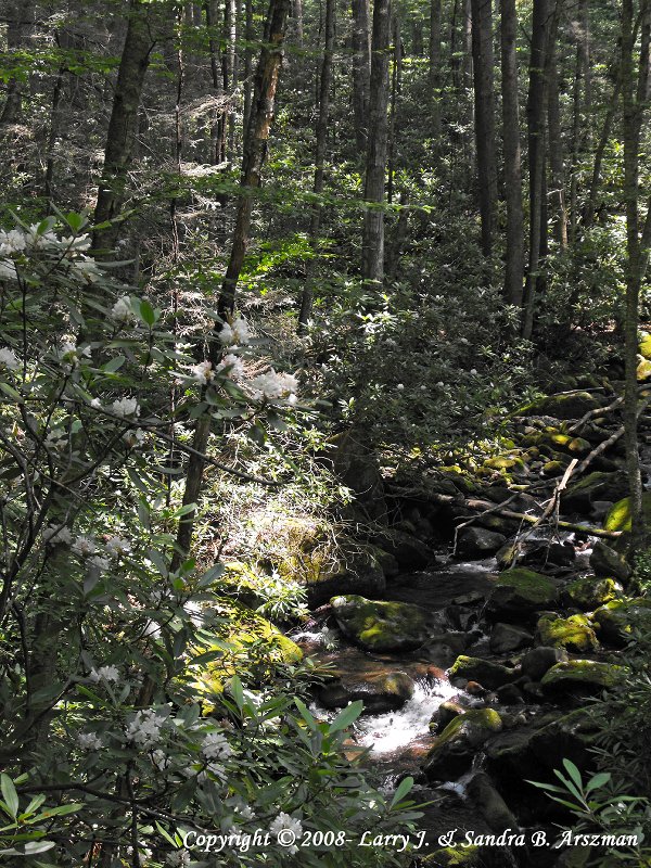 KephartProngTra il16sm