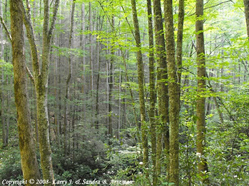 KephartProngTra il17sm