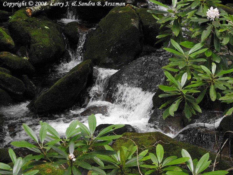 KephartProngTra il19sm