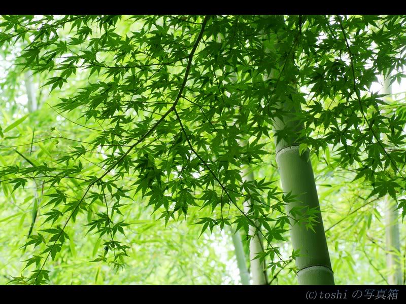 30438699cd0be00 26e068c19_jpg9