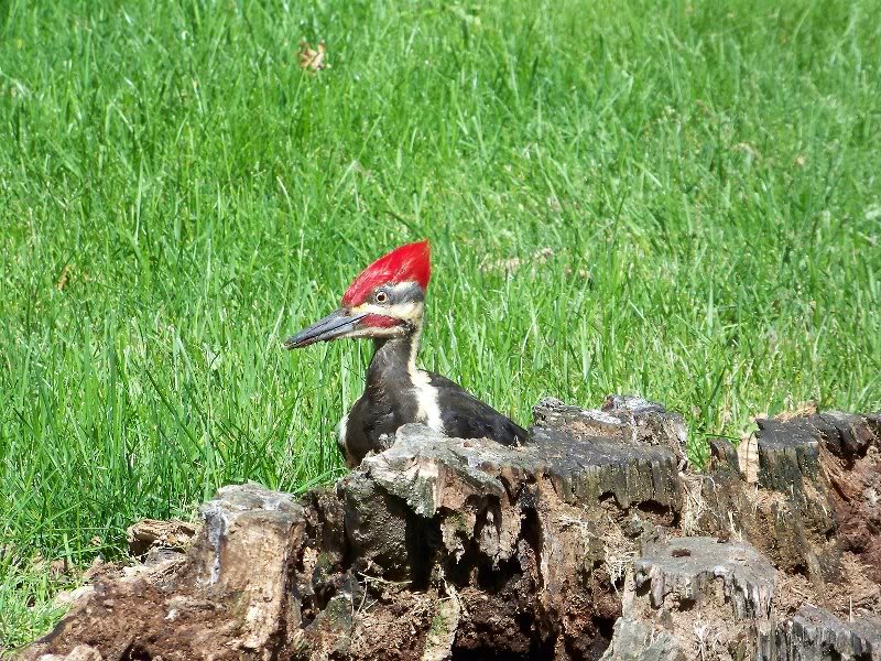 Both male and female share the red crest.