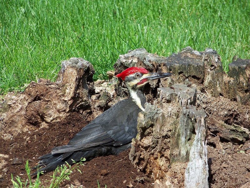 He's literally about five feet from me.