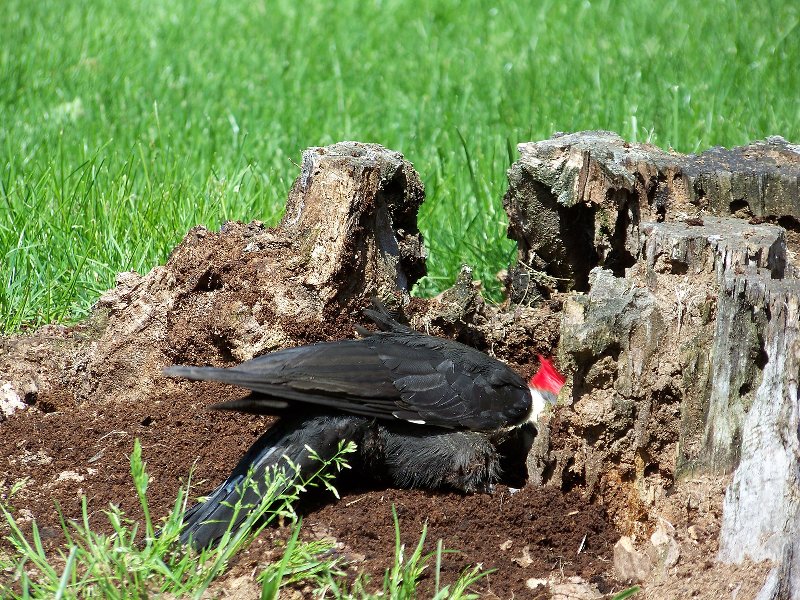 He's paying me absolutely no mind.