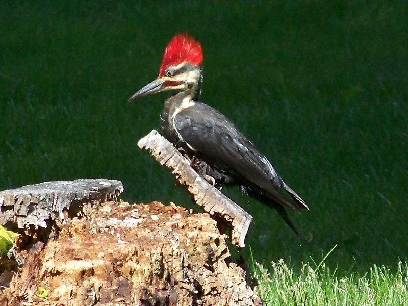 Showing off his crest.