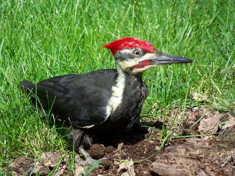 The male has a red mustache as you can see.