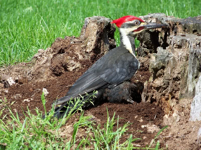 They are the largest of all North American woodpeckers.
