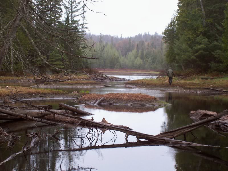 Charlie checks out a amall lake--scenic even in the rai...