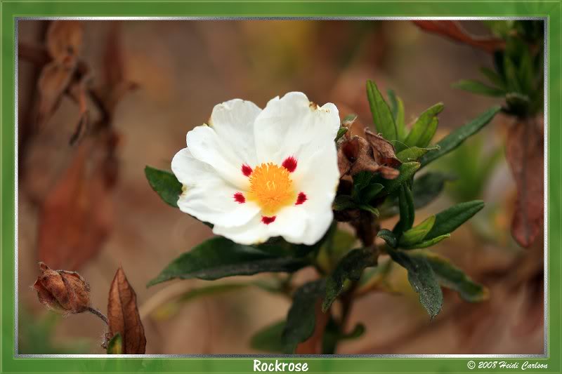 cistus 02