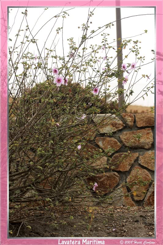 lavatera_mariti ma 02